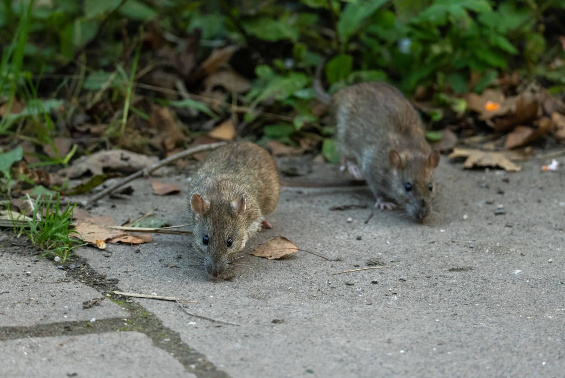 Two common rats (Rattus norvegicus) on a walkway in Worcester
