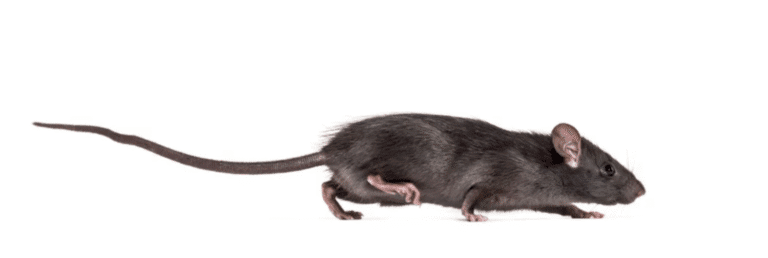 Mouse walking to your house