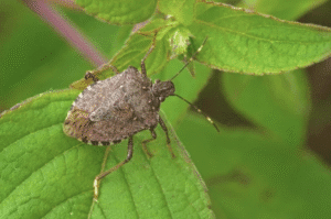 Stink bug