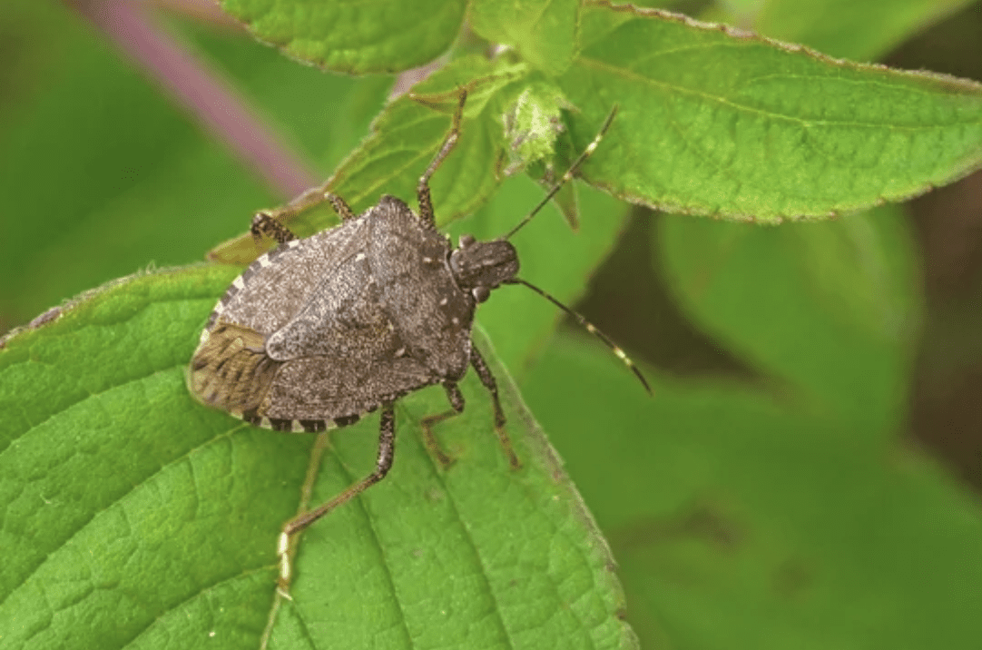 Stink bug