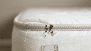 Bed bug evidence on mattress seam - fecal spotting in worcester county home