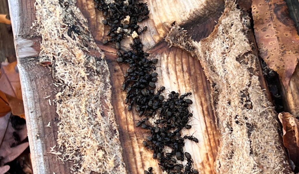 Ant pest services 2 Close up of a carpenter ants colony found during inspection