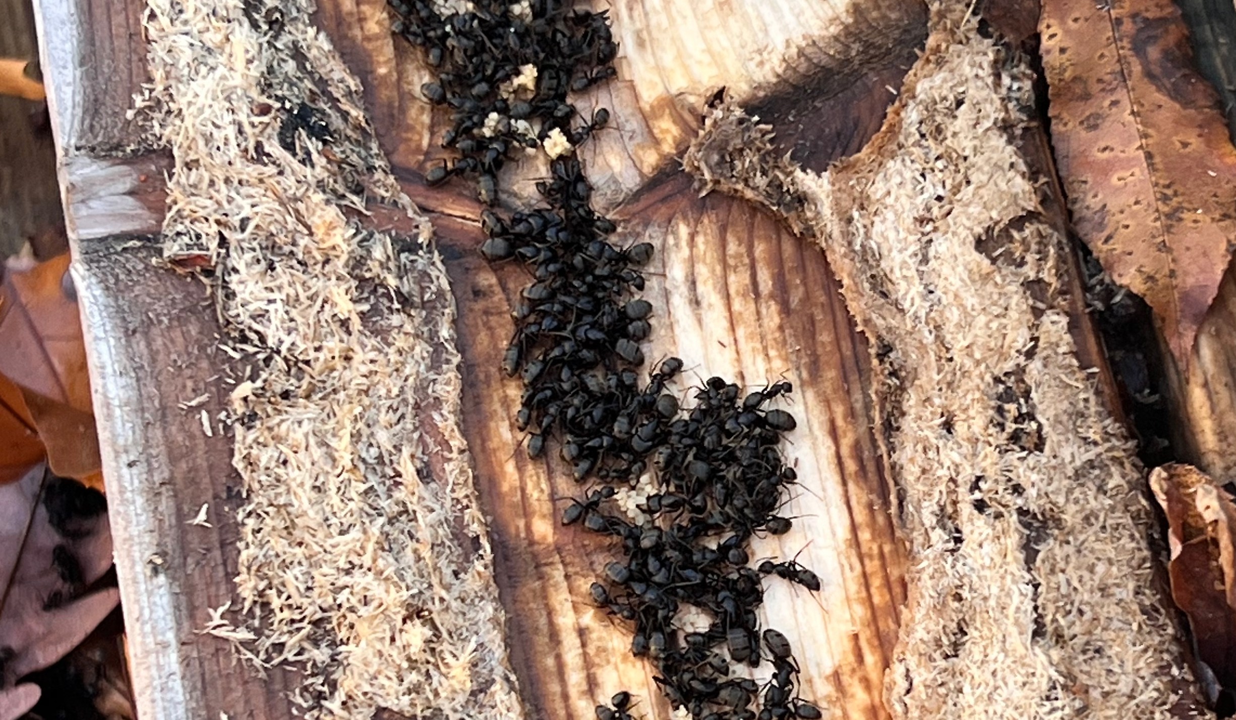 Npma-33 wdi inspection in worcester county: a realtor's complete guide 3 Close up of a carpenter ants colony found during inspection