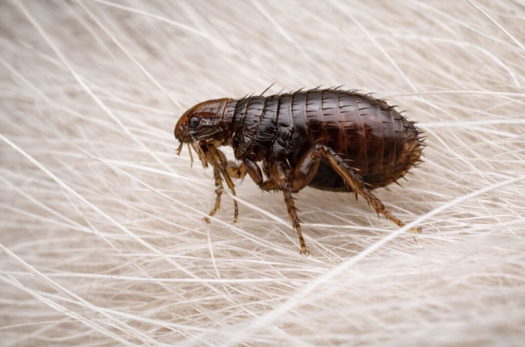 Cat flea on pet fur in worcester county massachusetts home