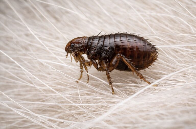 Cat flea on pet fur in worcester county massachusetts home