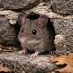 House mouse entering fieldstone foundation gap in worcester massachusetts home
