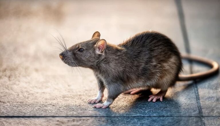 Norway rat in worcester massachusetts triple-decker basement near floor drain