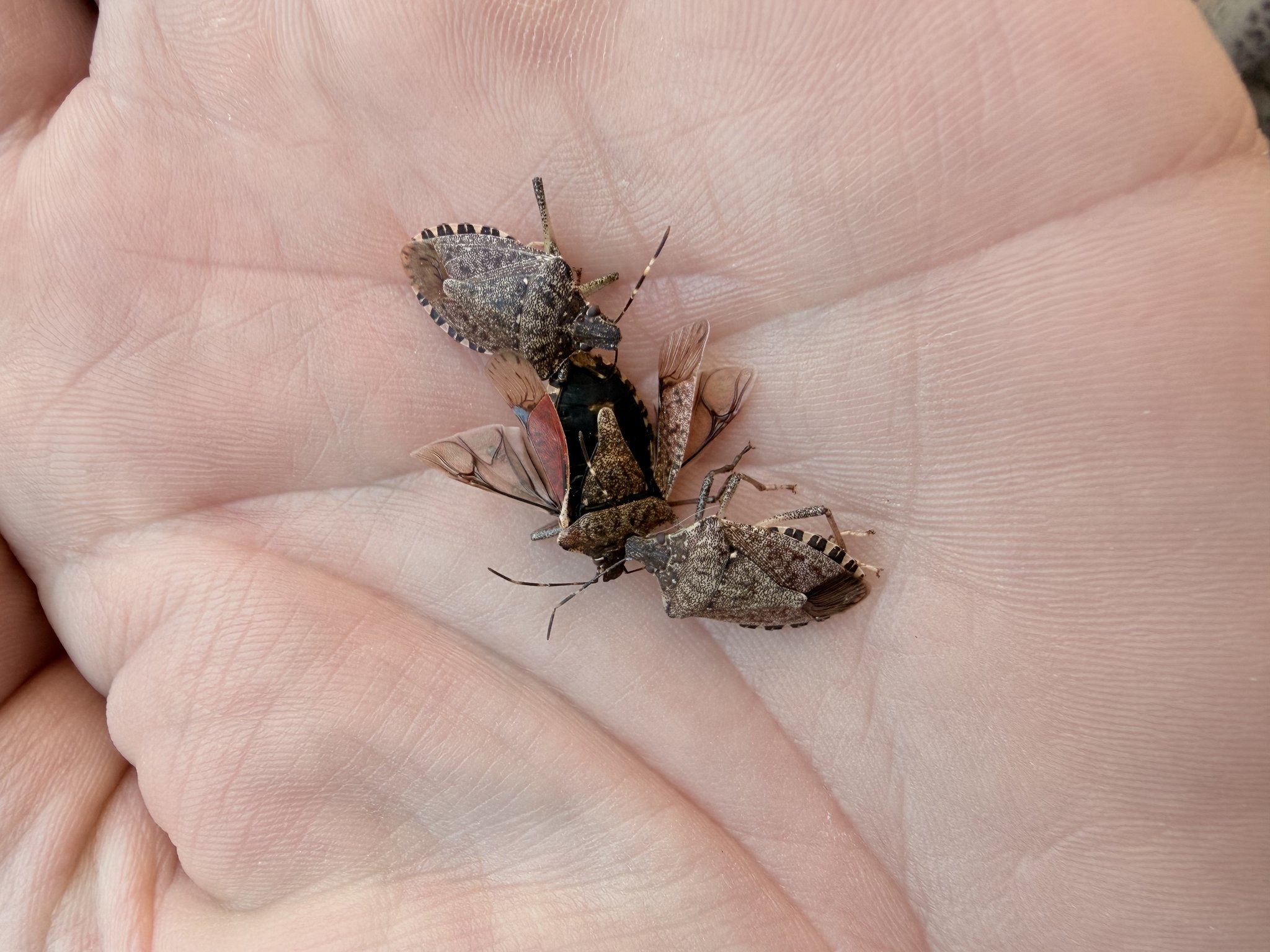 Fall pest invaders service for worcester county homes 2 Fall pest invaders service for worcester county homes 2