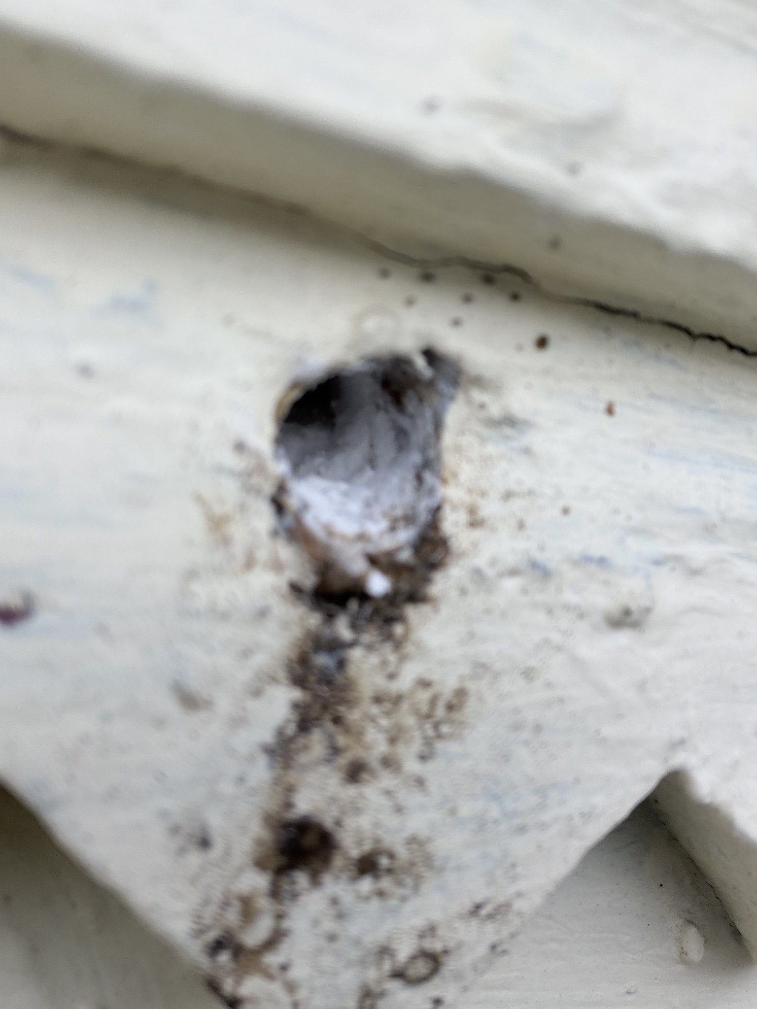 Fall pest invaders service for worcester county homes 1 Fall pest invaders service for worcester county homes 1