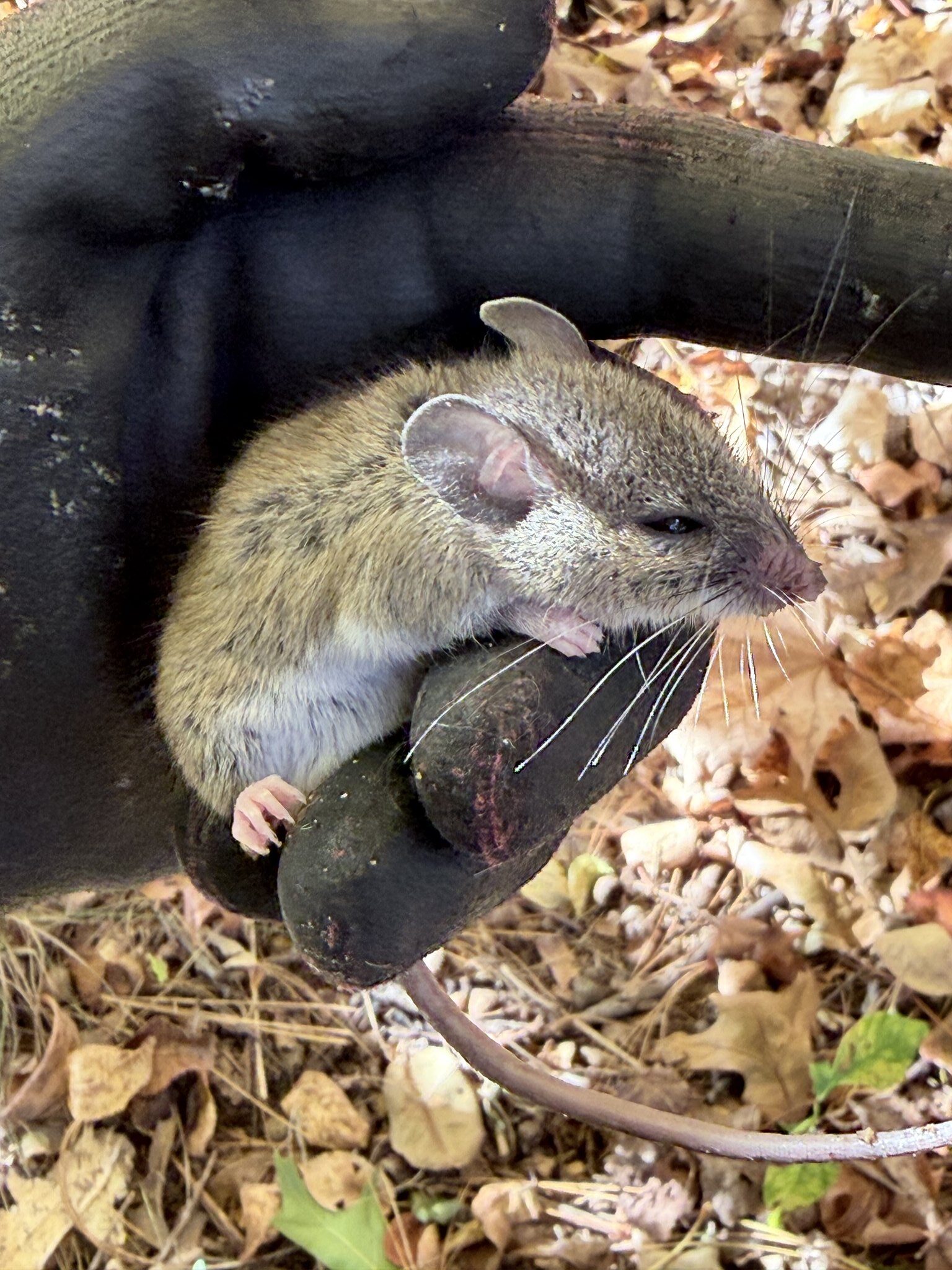 Fall pest invaders service for worcester county homes 4 A fall mouse being let go outside of a home