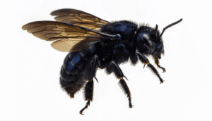 Carpenter bee