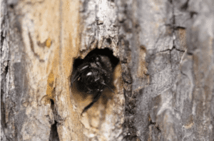 Carpenter bee in wood nest