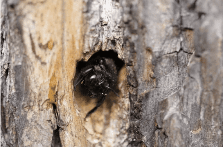 Carpenter bee in wood nest
