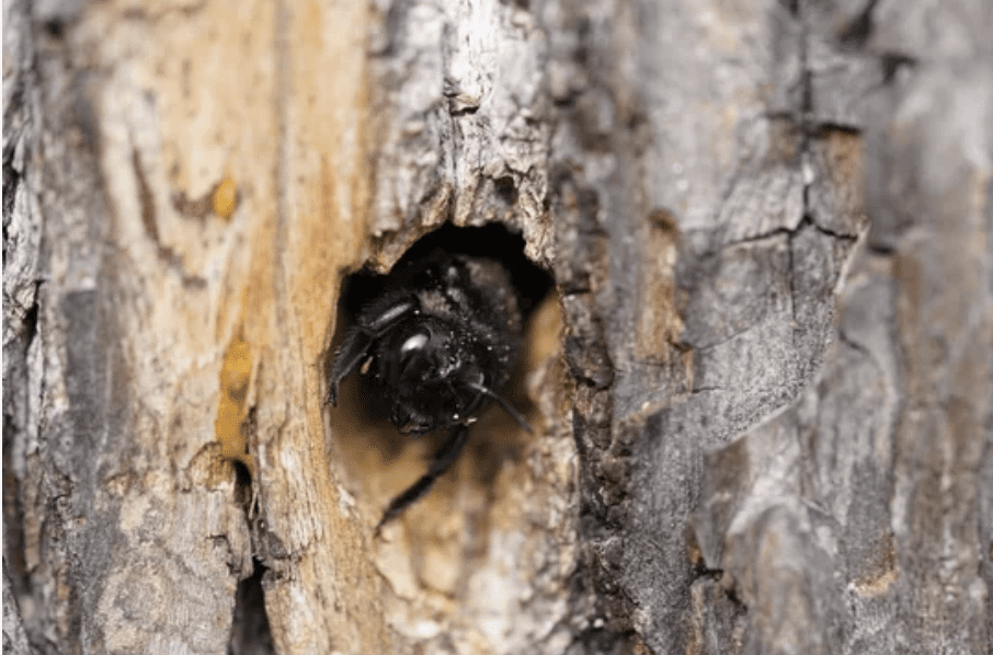 Carpenter bee in wood nest