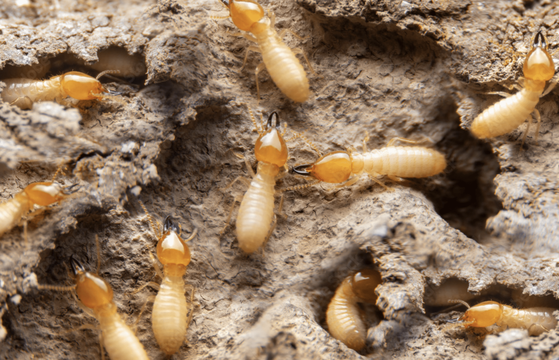 Eastern subterranean termite (reticulitermes flavipes) swarmers during april-may emergence in worcester county