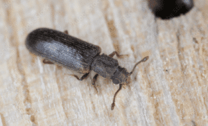 Powderpost beetles