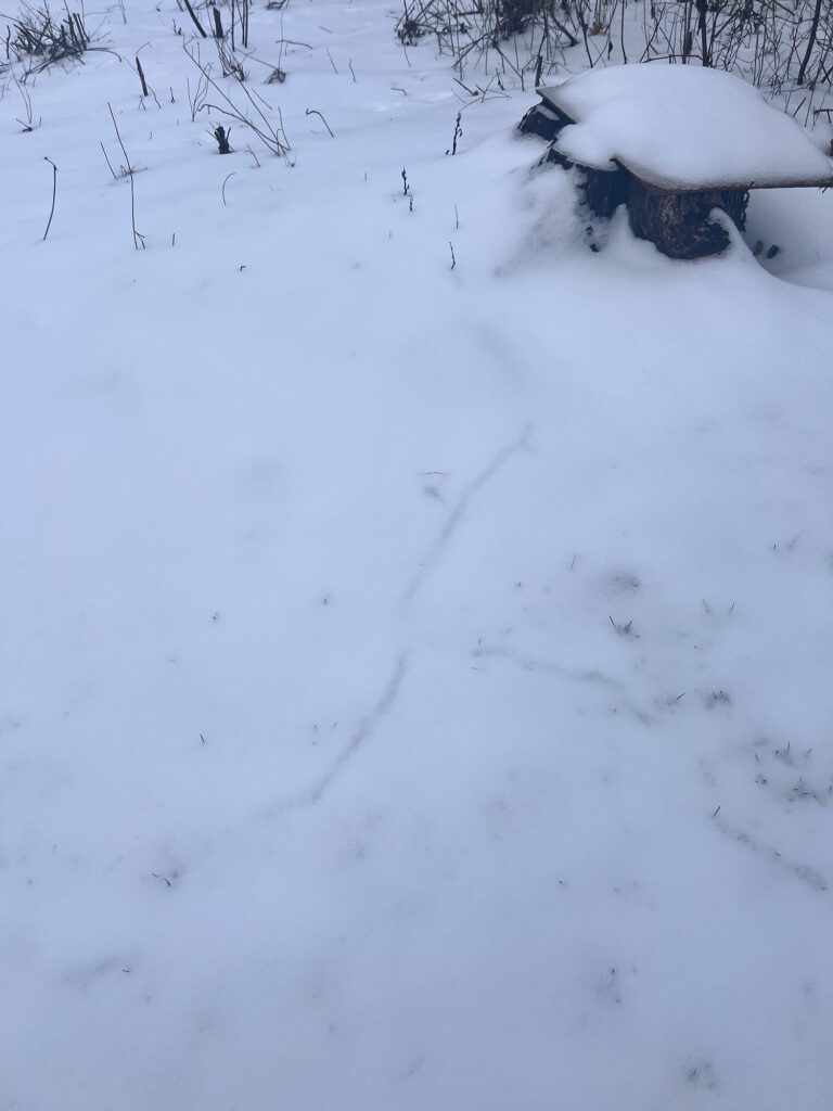 Mice tunnels under snow during our field study